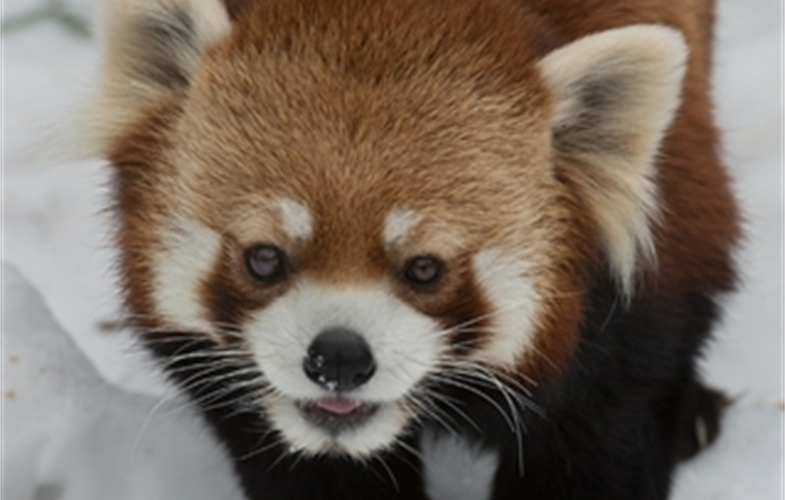 Julie Larsen Maher__0129_Styan's Red Panda in Snow_PPZ_02 10 15 (1).JPG